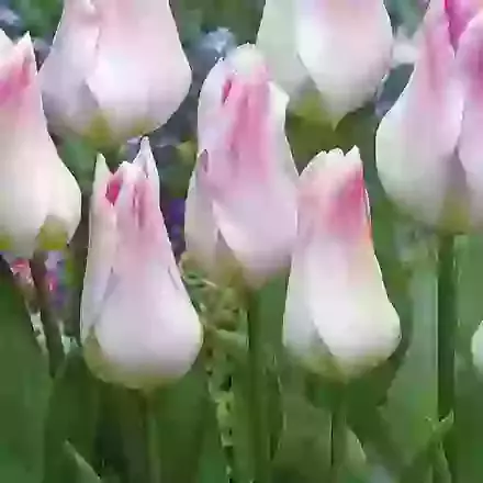 Holland Chic